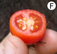 tomate-cereja