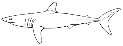 tubarão-mako
