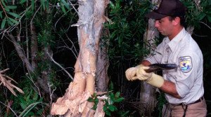 Maio ambiente: Ação Antrópica