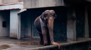 Elefante presa e sozinha em zoológico há 61 anos