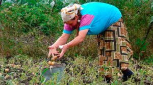 Investimentos verdes