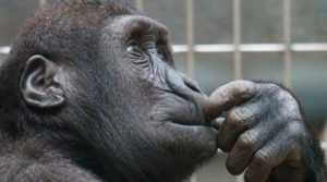 Primatologia. primata