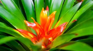 Bromélias não propagam a dengue