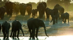 A jornada de um bebê elefante