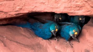 Arara-azul-de-lear - Espécies ameaçadas