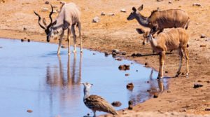 Vida no Deserto da Namíbia