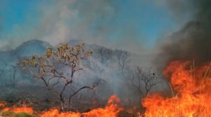 queimada-no-cerrado
