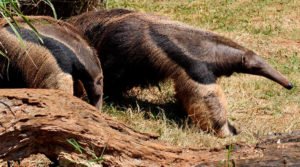 Fauna brasileira. Tamanduá-bandeira