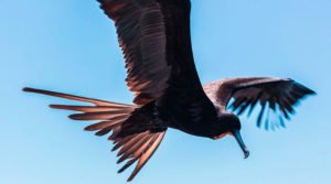 Voando e dormindo. Fregata minor