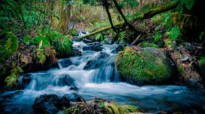 Importância da Mata Ciliar