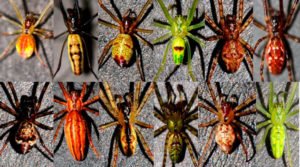 Código Internacional de Nomenclatura Zoológica