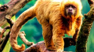 Nomenclatura binomial