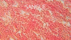 Fantásticas imagens de microscópio