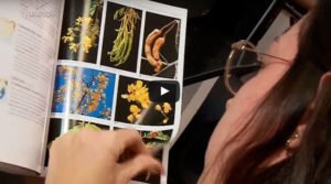 O trabalho do Ecólogo