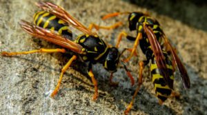 Documentários de Biologia