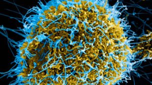 Classificação de vírus