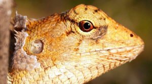 Documentário Evolução dos olhos