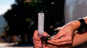 Mosquitos aliados contra a dengue