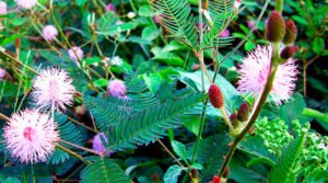 Mimosa pudica L.