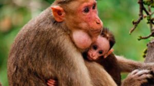 Perspectivas sobre bem-estar animal