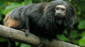 mico-leão-preto