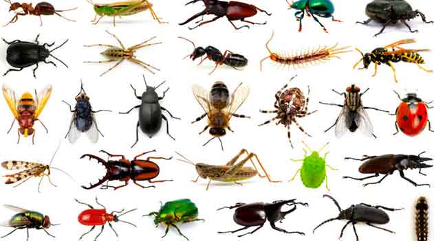 Cavalaria entomológica: insetos com nome alusivo aos equinos - Fauna News