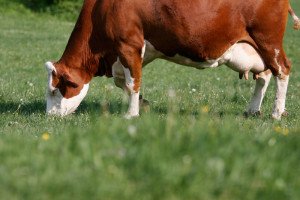 Mamíferos Vaca leiteira