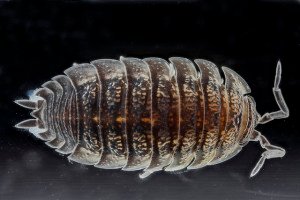 Carcinologia: Trachelipus rathkii