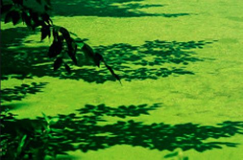 ficologia: Proliferação de algas