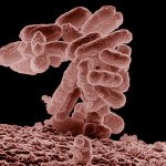 Microbiologia. Escherichia coli
