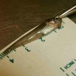 ictiologia. Medição de peixe em laboratório