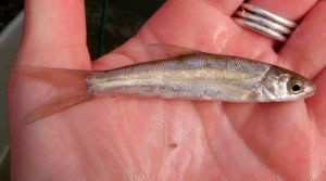 Ictiologia. Sacramento splittail