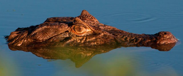herpetologia: jacaré adulto