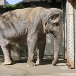 A elefante Hanako em sua cela de concreto há 61 anos.