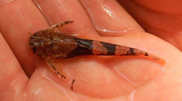 Novos peixes são descobertos na bacia do Rio São Francisco - Salvem os peixes de água doce 