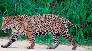 Espécies ameaçadas - Onças sem floresta