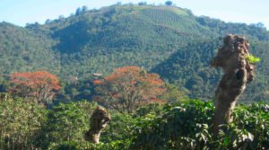 Agroecológica - agroecologia