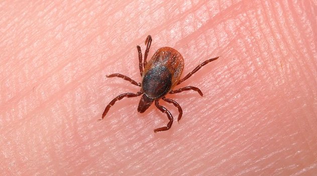 Carrapato - Parasitologia