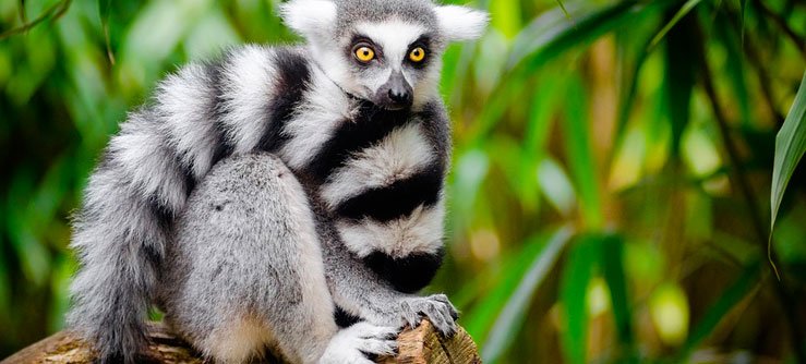Espécies ameaçadas: Lemure