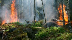 Biologia da conservação