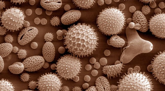 Microscopia - pólen