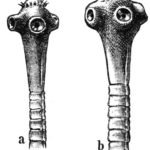 Parasitologia. taenia solium, taenia saginata