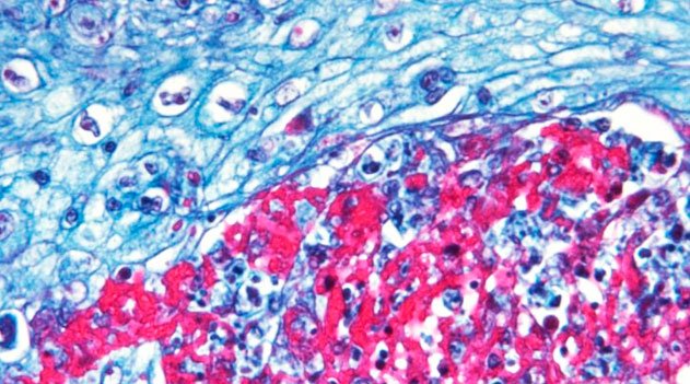 Histologia - tecidos