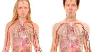 A Incrível Máquina Humana