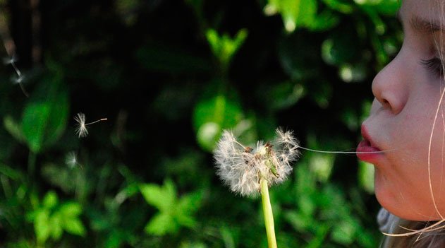 Documentário A Vida das Plantas