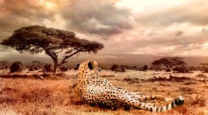 O Homem e a Natureza