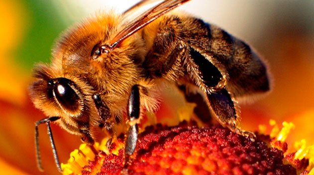 Abelhas ameaçadas com o Aquecimento Global