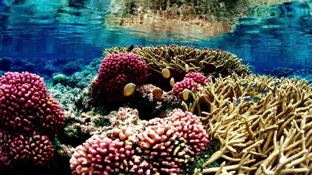 Vida nos Recifes de Coral