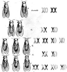 hereditariedade. drosófila