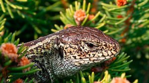 Evolução do conceito de Espécie